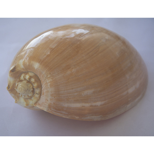 Melo Amphora SeasHELL Bijoux Poli Jaune Big Shell Motif SEASHELL BIJOUX Tailles 30-35 cm - Product Image 3