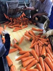 Carottes fraîches d'importation de qualité Carottes fraîches 100% biologiques à vendre - Product Image 6