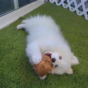 Dogtoy ลูกบอลเปลือกมะพร้าวเกรดพรีเมี่ยม - Product Image 3