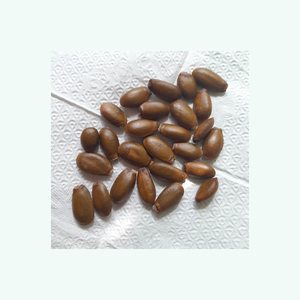Semillas de Guanábana natural disponibles para exportación a granel y al por mayor - Product Image 5