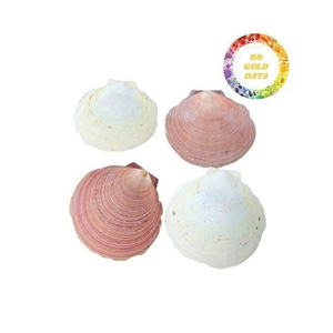 Approvisionnement d'usine de coquillages de pétoncles du Vietnam coquille décorative naturelle pour bougeoir porte-savon et projets d'artisanat - Product Image 1