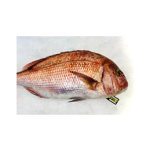 Pescado rojo congelado disponible en varios tamaños para compradores internacionales - Product Image 4