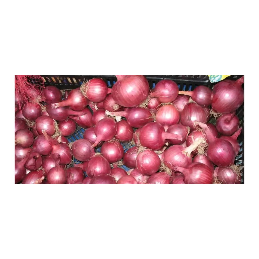 Top Selling Premium Quality New Crop Fresh Vegetables Fresh Red Onion at Factory Price