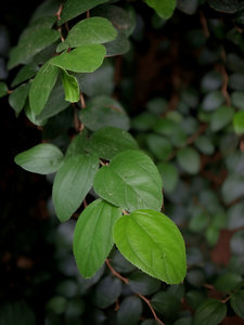 Sidr Leaves Ziziphus Spina Christi Poudre à base de plantes pour cheveux Traitement biologique naturel Prévenir la chute des cheveux Croissance Brillant Vente en gros - Product Image 2