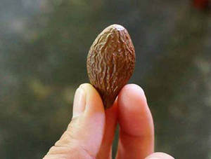 Malva <b>Nut</b> Dry Material Malva <b>Nut</b> Prepared for Wholesalers Requiring Stable Supply and Consistent Bulk Quantity - Product Image 6