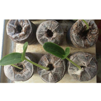 Disques de mousse de Coco, pailles de noix de Coco, granulés de graines, bouchons de démarrage, palette de semis, bloc de sol, plante, plantation écologique