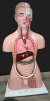 Modèle de torse d'anatomie humaine avec organes amovibles, taille réelle, modèle d'enseignement médical pour les études de biologie et d'anatomie, OEM FIBER GLASS
