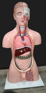 Modelo de Torso Humano de PVC MAYALAB INSTRUMENT, Protección IP57, Soporte Personalizado OEM para Equipos de Prueba de Laboratorio - Product Image 2