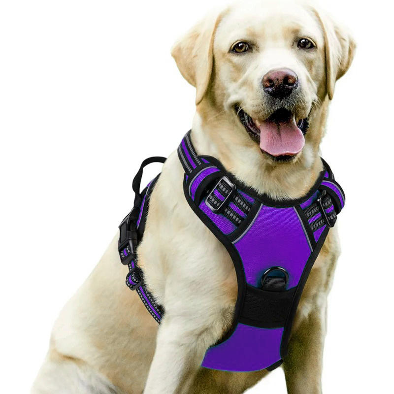 Purple Harness