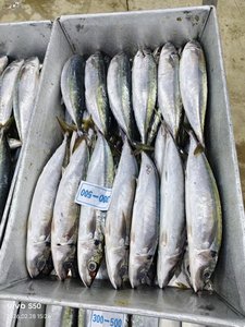 Pesce Scad Muroaji IQF Congelato Biologico Naturale per Esche Marine - Marca HUANGDA, Cartone da 10kg, Giallo - Product Image 4