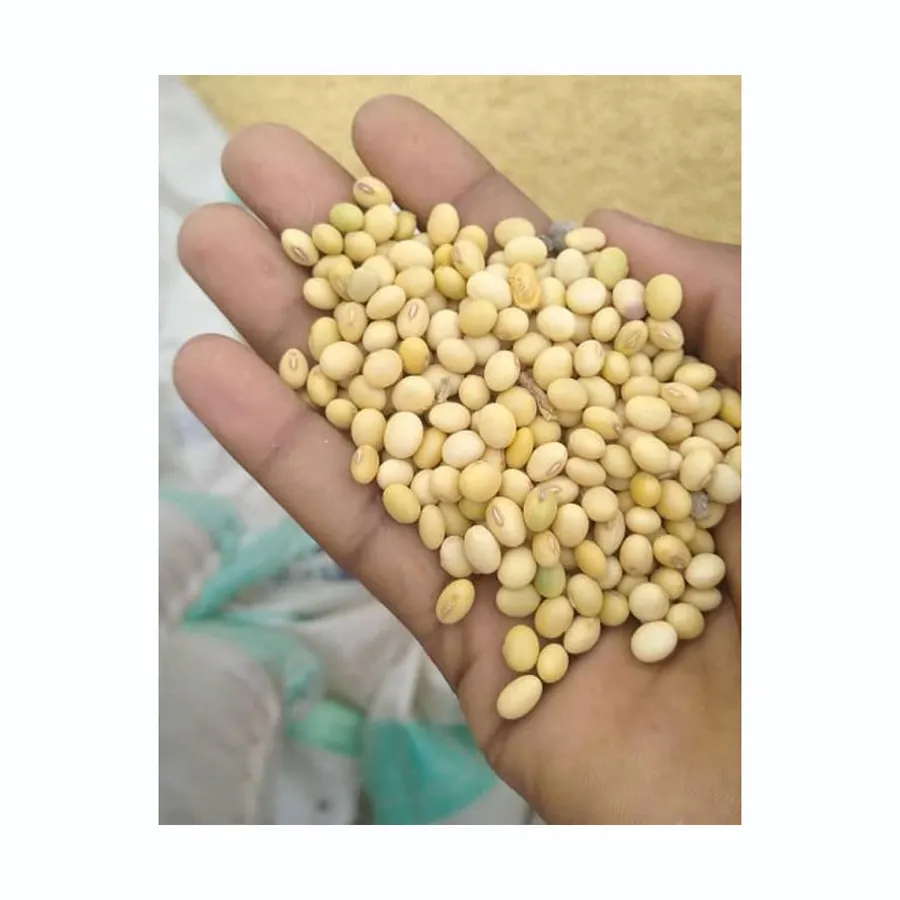 Kacang kedelai Non Gmo/kacang kedelai, bibit kedelai Hilum putih dan biji kedelai