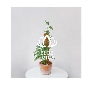 TENDANCE ACTUELLE : Poteau en mousse de coco, sélection soignée pour les projets d'aménagement paysager modernes et matériau sophistiqué pour les ensembles de réception de bureau - Product Image 1