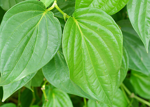 Daun BETEL segar harga terbaik di Vietnam _ Good item_kualitas tinggi _ pilihan yang bagus