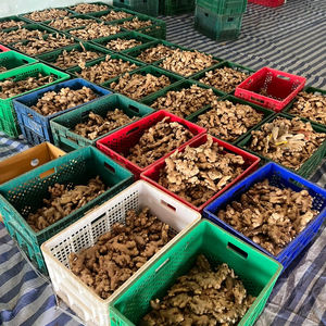 Proveedor de Jengibre Fresco Vietnamita Enfocado en el Mercado de Exportación que Ofrece Jengibre de Calidad Estable para Pedidos de Importación a Granel - Product Image 1