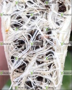 Hữu cơ đất và phân bón lá Lỏng Công thức cho tăng cường Crop năng suất và tăng trưởng Humic axit kiểm soát OEM B2B blackking - Product Image 5