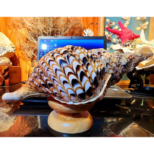 Decoración de Conchas Marinas Tropicales |   Color Natural Vibrante |   Artículo de Decoración de Interiores con Temática Playera de Moda - Product Image 1