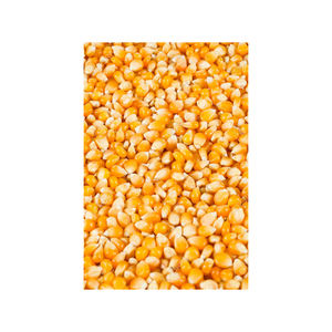 Maíz blanco de alta calidad, maíz premium, suministrado para compradores mayoristas y socios comerciales - Product Image 2