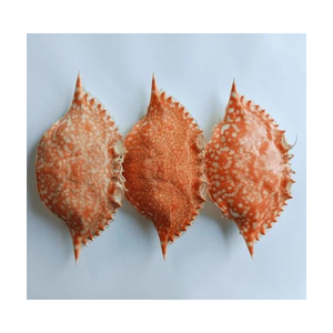 <b>CRAB</b> SHELLS ARE EXPORTED in LARGE QUANTITIES FROM VIETNAMESE SUPPLIERS at AFFORDABLE PRICES/ Ms.Thi - Product Image 1
