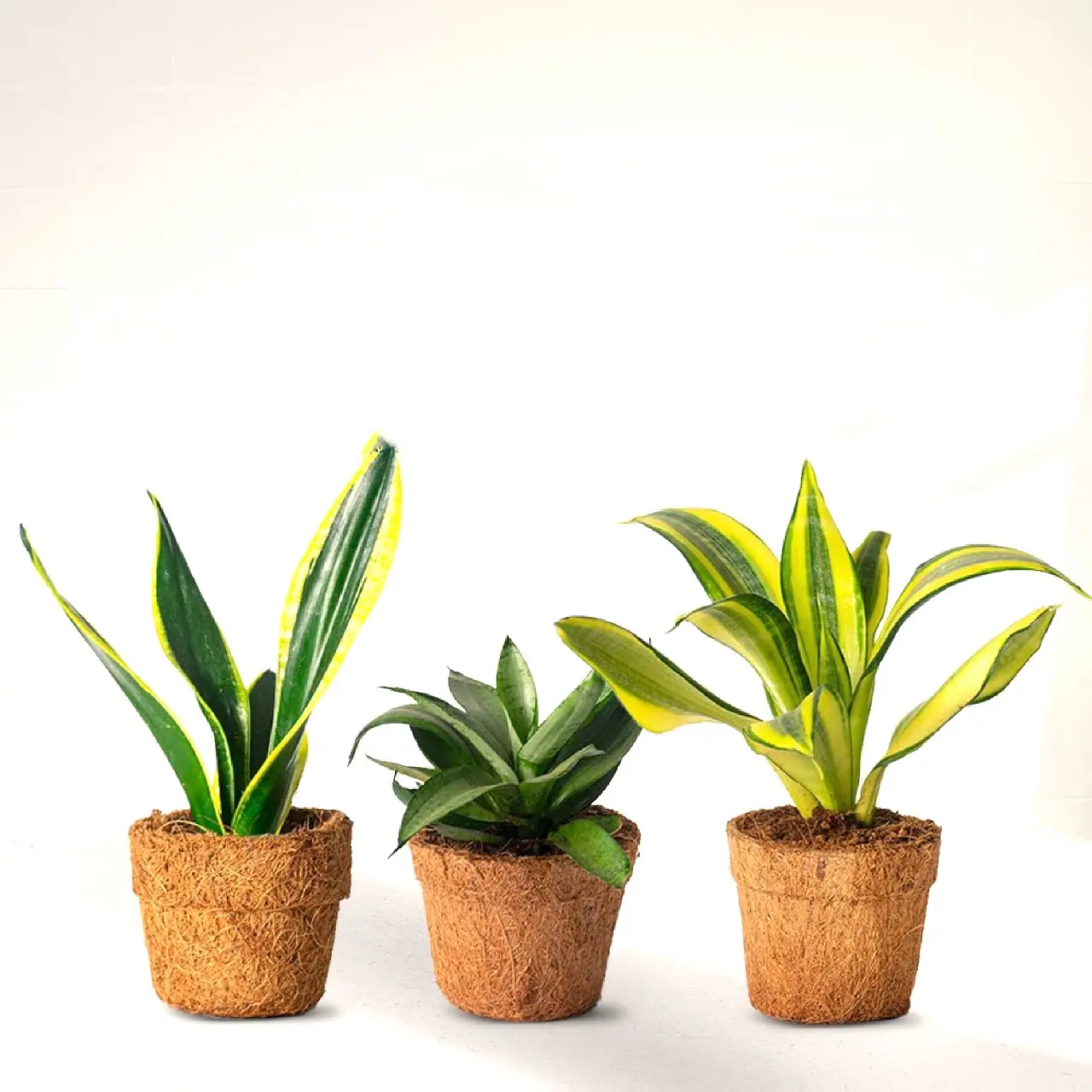 Small pot for plants grow farming gardening hydroponics coco fiber natural conut coir pots cheapest price