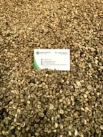Granos de Café Robusta Verde de Vietnam SR 13 SR16 SR28 Envío Rápido Empaquetado en Bolsa de Yute Contacta a Lynn +84869981238