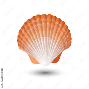 ชายฝั่งทะเลอวกาศคู่มือเปลือกหอยในราคาที่ดี - Product Image 2