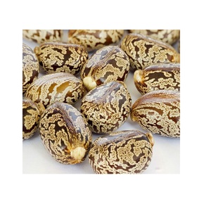 Graine de ricin naturelle de haute qualité bon marché à vendre vendeur en gros - Product Image 5