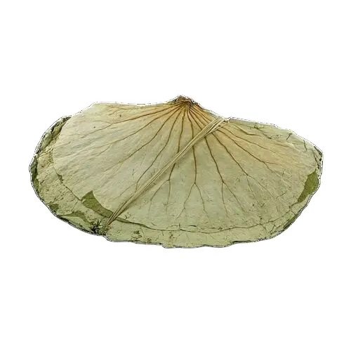 HOT HOT PRODUCT!!! DRIED LOTUS LEAVES FROM VIETNAM WITH COMPETITIVE PRICE AND HIGH STANDARD QUALITY IN 2022
