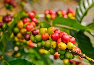 เมล็ดกาแฟคั่วบดโรบัสต้าเกรด1หน้าจอ16และ18ทำความสะอาดจากเมล็ดกาแฟธรรมชาติจากเวียดนาม/แอนนาทำ