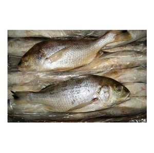 Poisson snapper blanc congelé à prix avantageux, achat en gros, exportateur de fruits de mer - Product Image 4