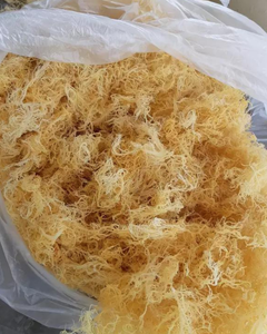 Musgo Marino Seco 100% Natural, Musgo Marino Orgánico para Exportación - Product Image 5