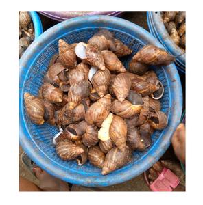 ESCARGOTS DOUX CONGELÉS/ESCARGOT FRAIS AVEC LA MEILLEURE QUALITÉ D'AFRIQUE - Product Image 5