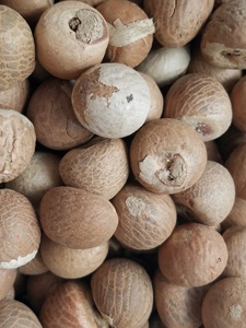 Noci di <span class=keywords><strong>Betel</strong></span> di Qualità Premium (Noci Areca/Supari), Noci di <span class=keywords><strong>Betel</strong></span> Crude e Lavorate per Masticare e Uso Alimentare, Fresche di Fattoria dall'India in Vendita - Product Image 6