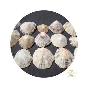 Natural pequeño ovalado Lapa vietnamita conchas marinas pulidas vacío limpio mar Shell hueso Coral cuentas en venta decoraciones - Product Image 4