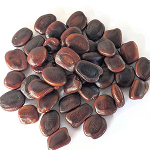 Tamarind <b>Seed</b> Raw <b>Seed</b> for Herbal Product <b>of</b> Bulk <b>Packaging</b> Best High Quality Tamarindus Indica <b>Seeds</b> In Wholesale Price - Product Image 1