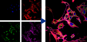 BestScope BCF296共焦点顕微鏡 | 25mm FOV高解像度 | 生命科学研究のための4チャンネル蛍光イメージング - Product Image 6