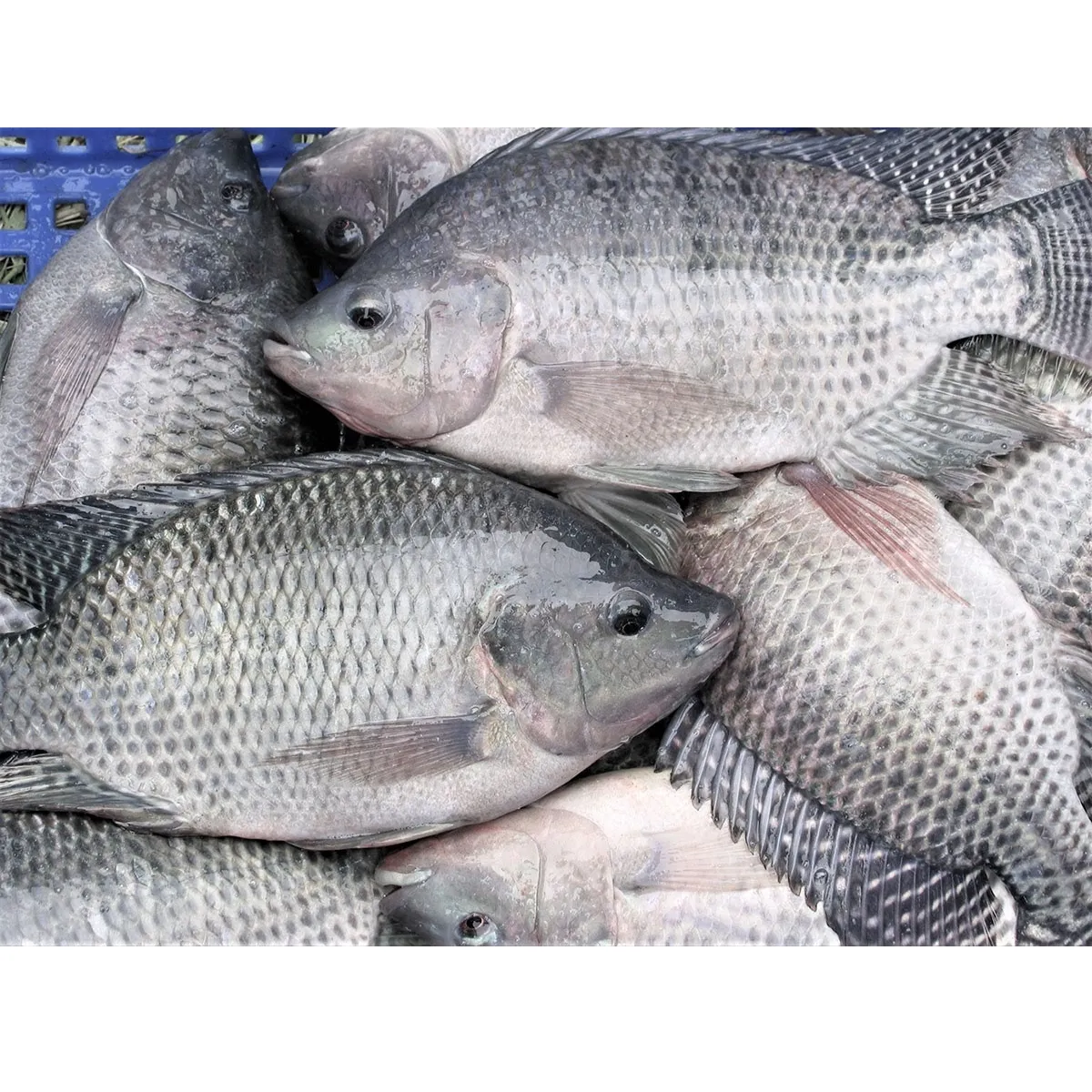 VIETNAM FROZEN TILAPIA - MEKONG DELTA ORIGIN - BEST PRICE FOR SALE - HIGH QUALITY