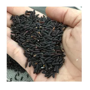 BLACK RICE DRIED STORAGE 24 MONTHS GLUTINOUS STYLE THAN VIETNAM HERBAL NUTRITION FROM JCC RICE FACTORY