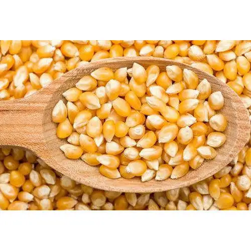 인간 및 동물 사료 등급 소비를위한 비 GMO 황색 옥수수 옥수수 최고 판매 좋은 품질