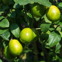 Verse Vietnam Pitloze Limoen Premium Kwaliteit Groene Limoenen Bulkvoorraad Voor Export Culinaire Voedselmarkt Groothandel Drank