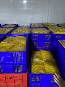 CHAUD 2024 RADIS BLANC DAIKON CORÉEN JAUNE RADIS MARINÉ DANMUJI VENTE EN GROS LAREG QUANTITÉ DE BLEU LOTUS VIETNAM - Product Image 6