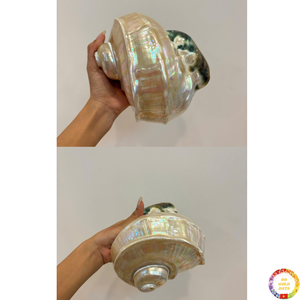 Seashell Natural Ocean Craft Matériel décoratif pour la maison et la décoration côtière Vente en gros du fournisseur du Vietnam - Product Image 2