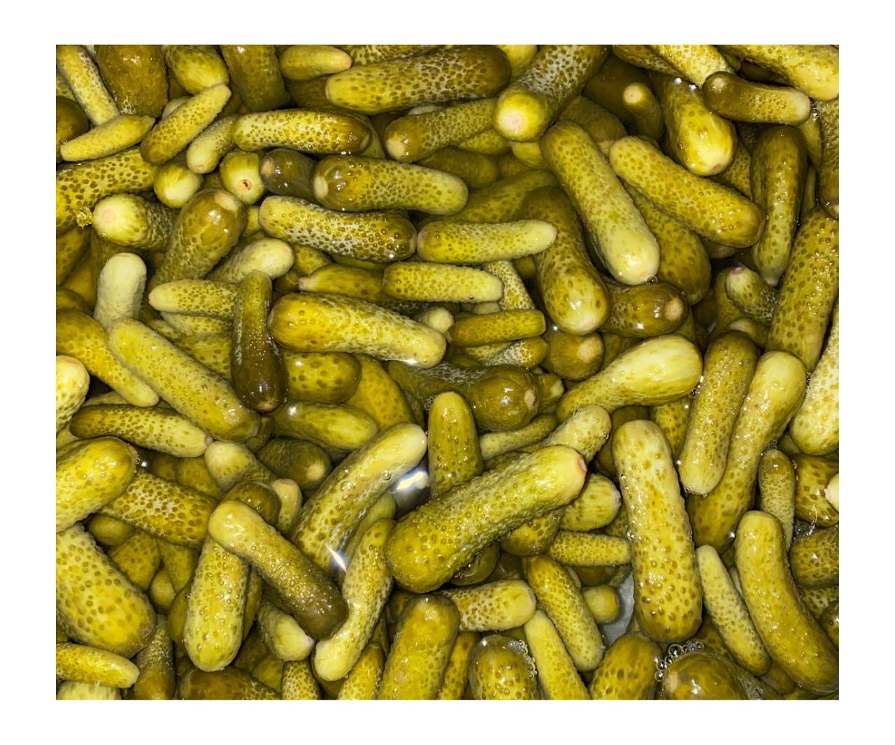 Concombres de bébé en saumure Concombre en conserve conservé dans du vinaigre-Cornichons marinés