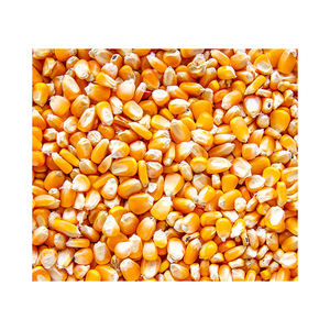 Maíz amarillo de nueva cosecha para consumo humano y animal - Maíz amarillo para alimento de aves de corral en venta - Product Image 3