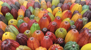 Cacao en Polvo Natural a Granel (8-10%) - Marrón Claro Sin Gluten Crudo 25kg 100% Contenido de Cacao de Brasil |   ALIMENTOS SALUTARES - Product Image 5