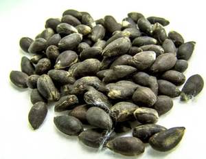 Graines de coton biologique de bonne qualité en vrac à vendre - Product Image 1