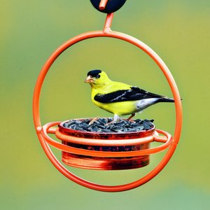 Mangeoire à oiseaux tout en métal Ak Brass, sans bois et sans plastique, mangeoire sauvage suspendue en métal - Product Image 5