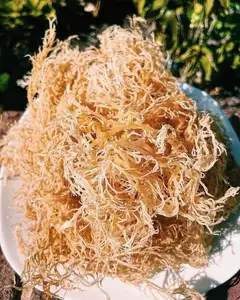 BUY SEA MOSS WITH GOOD PRICE IN BULK FROM VIETNAM SUPPLIER