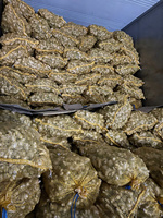 Gingembre frais de qualité supérieure 100 grammes jusqu'à l'emballage quantité en vrac gingembre nettoyé origine Vietnam prêt à expédier