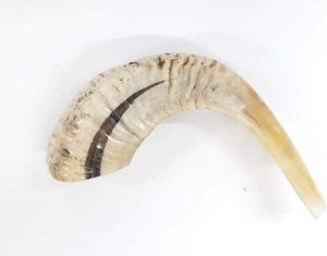 Shofar Judío Auténtico Hecho a Mano con Cuerno Natural, Instrumento Musical - Product Image 3
