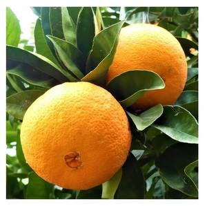 Naranjas Mandarinas Valencia Frescas Orgánicas al por Mayor - Product Image 1